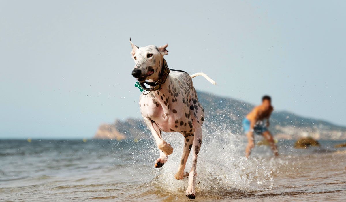 spotted-dog-splashing-waves