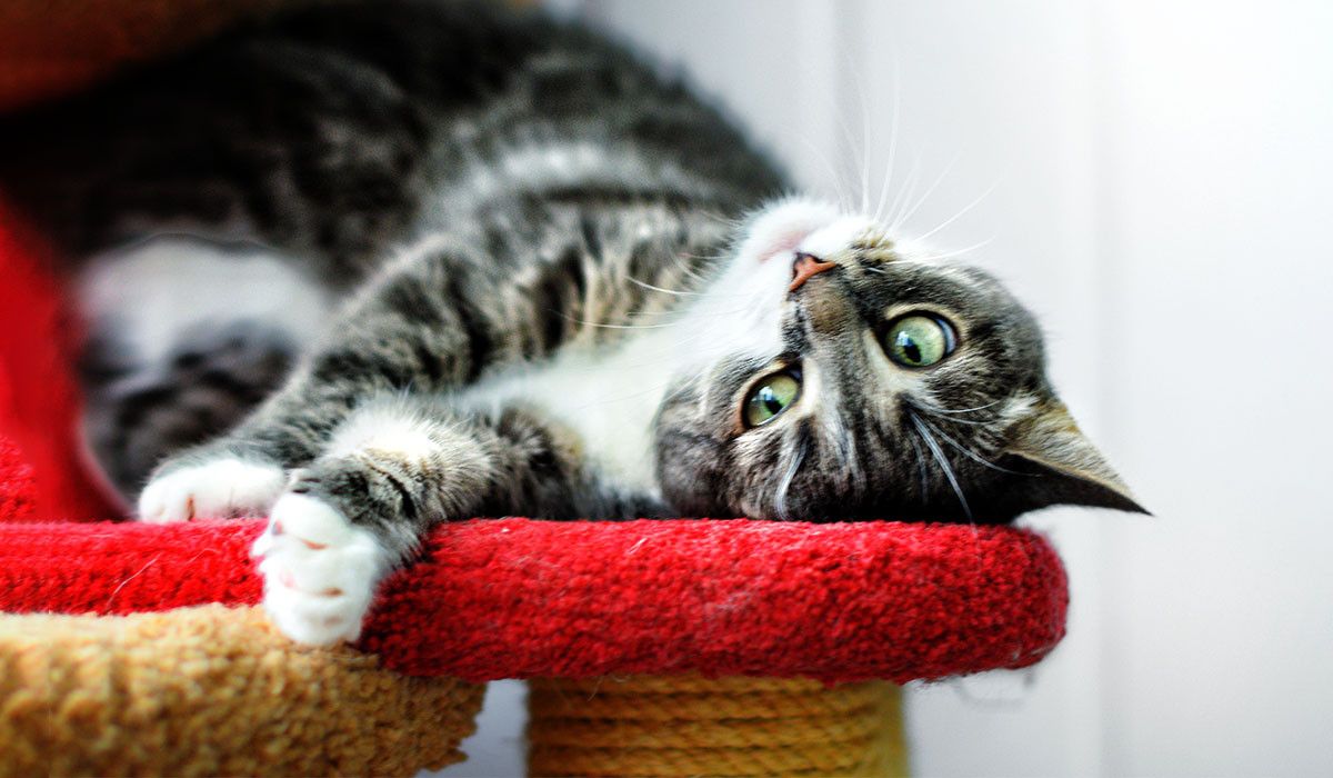 celebrating-cat-relaxed-on-perch