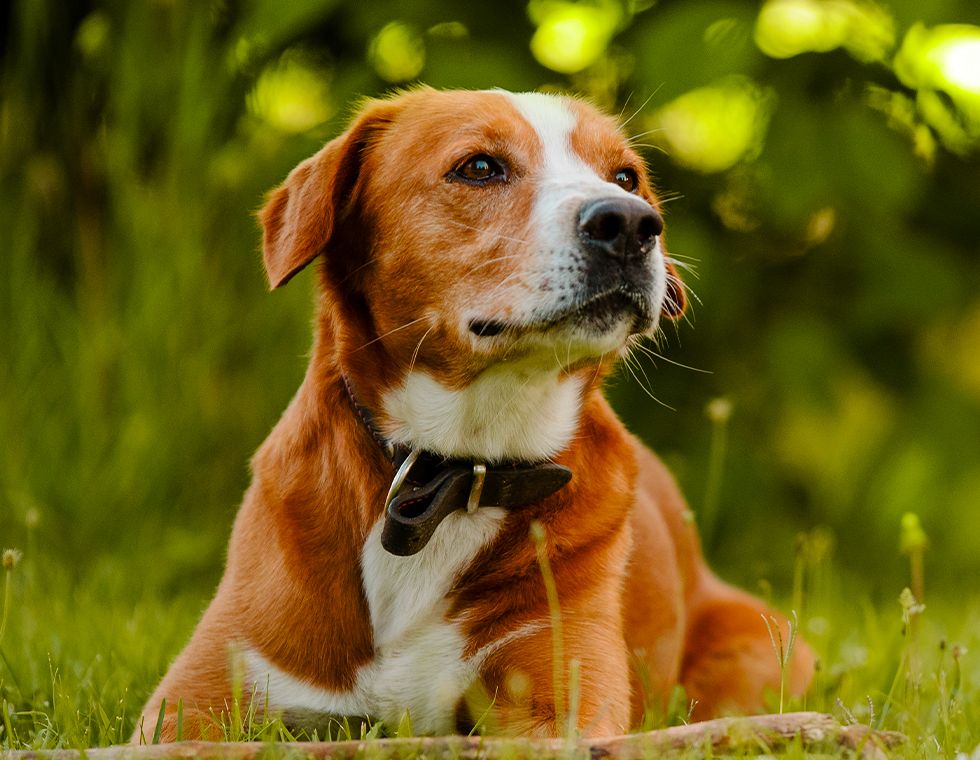 dog looking away in field