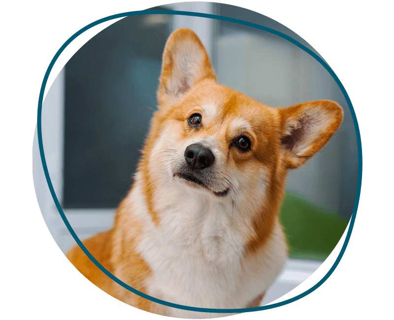 veterinarian taking care of corgi 