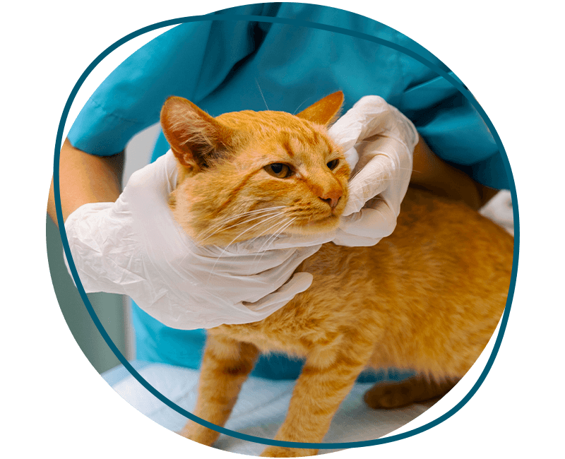 veterinarian examining orange cat