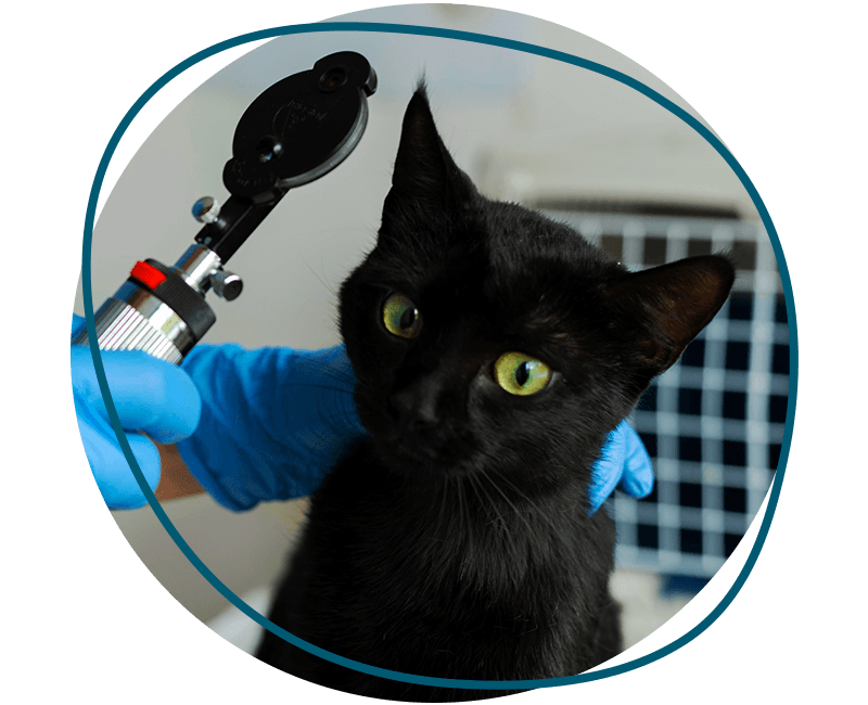 veterinarian taking care cat