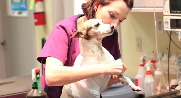 Dog having a check-up