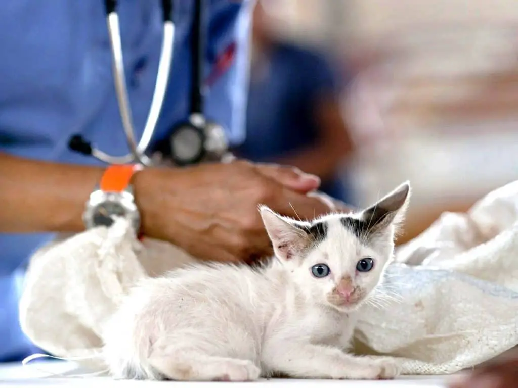Photo of a kitten taken to a veterinarian