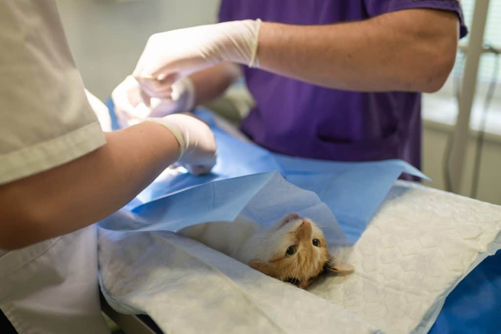 Cat getting spayed in a vet clinic