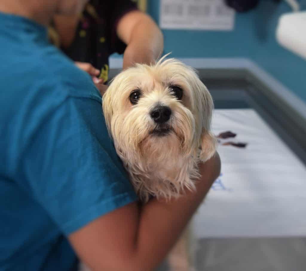 White dog having a check-up in vet clinic