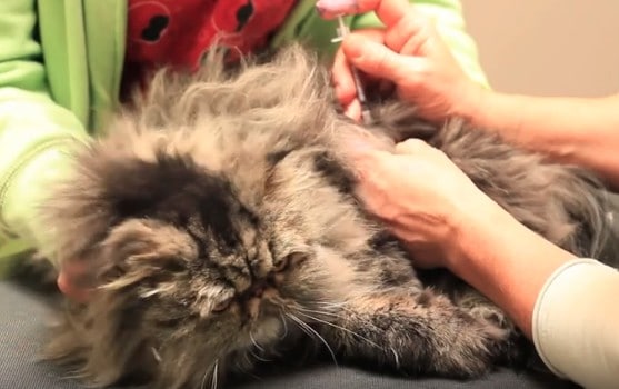 Administering a local anesthesia to a Persian cat