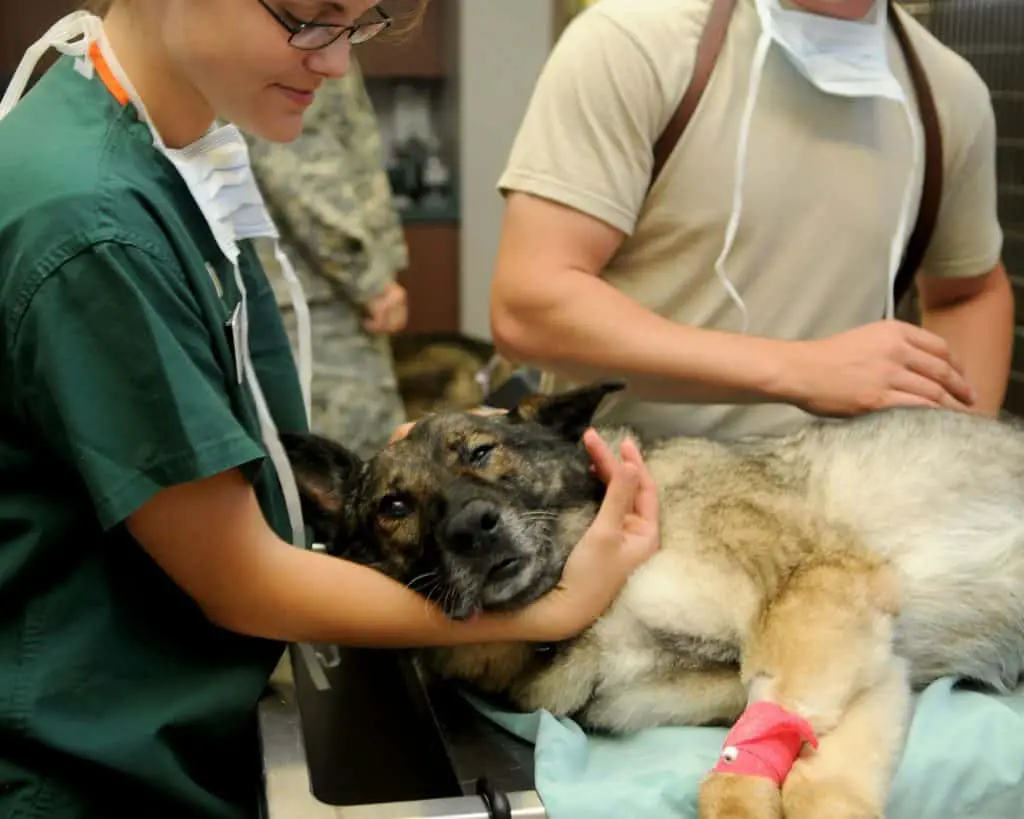 Veterinarian assisting a sick dog in the operating table while her staff observes