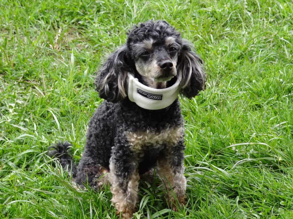 Black and white poodle with a white neck brace sitting on the grass