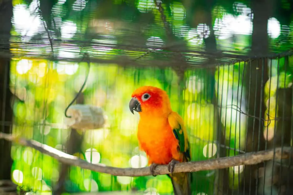 A parrot inside a cage