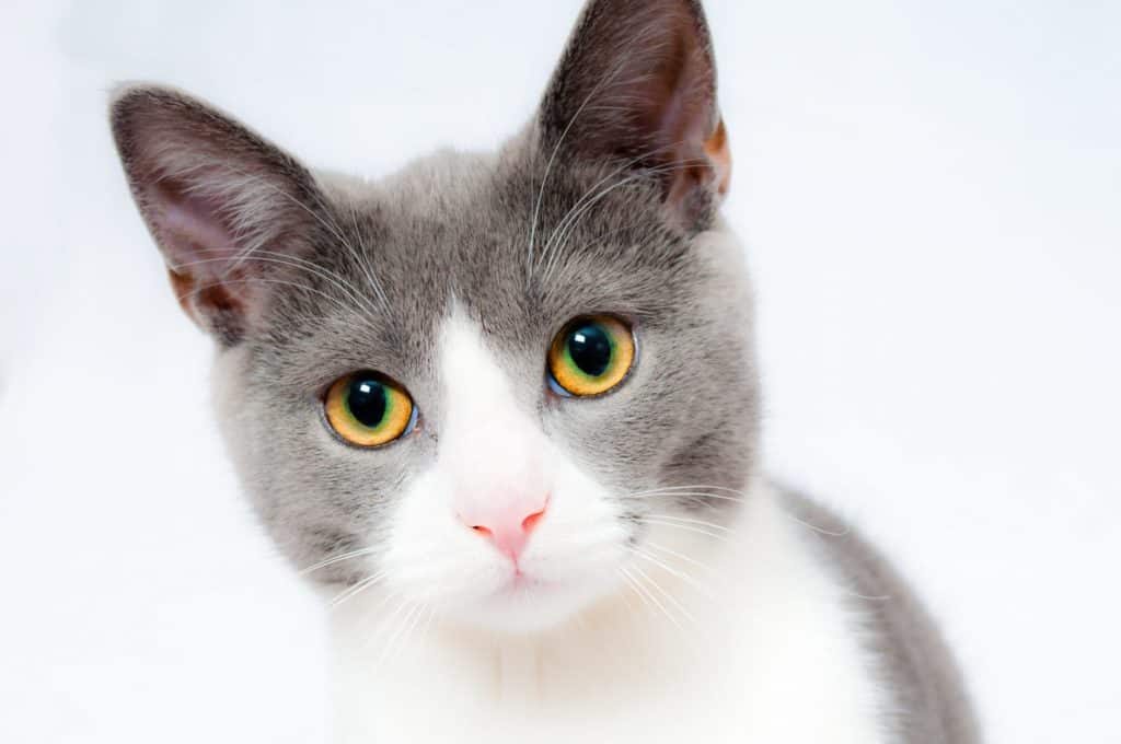 grey and white cat 