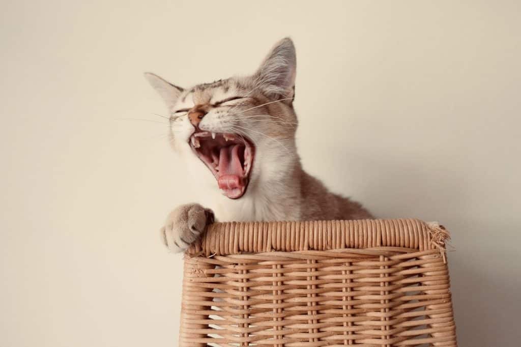 yawning cat showing teeth