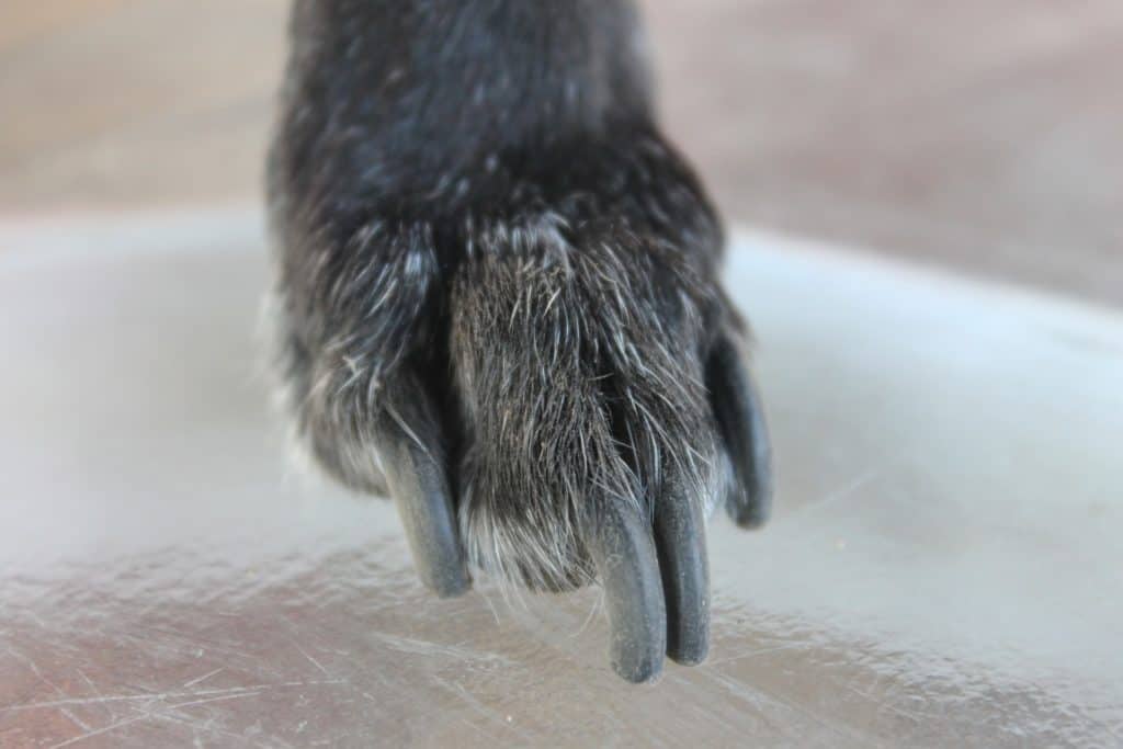 Dog with long nails