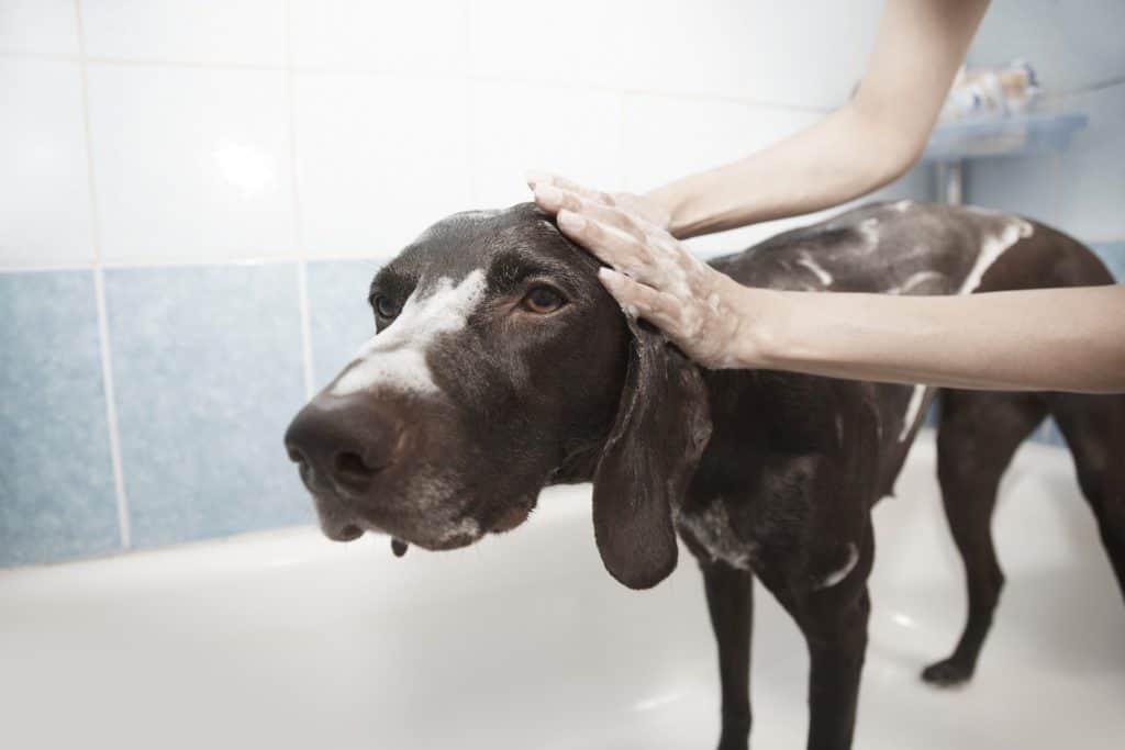 A dog being washed in a tub