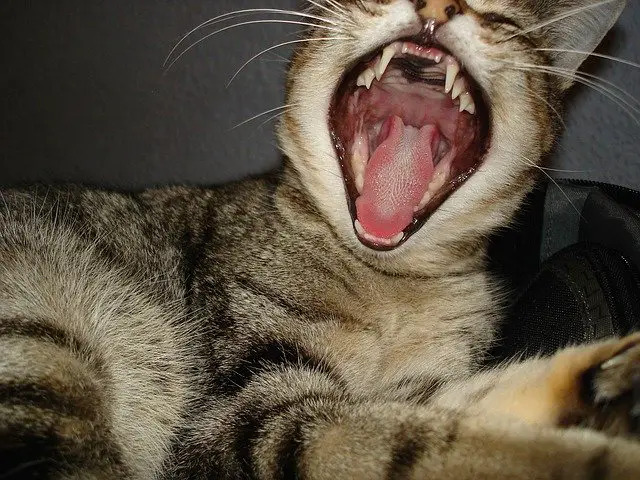 Cat with its mouth wide open showing its full teeth