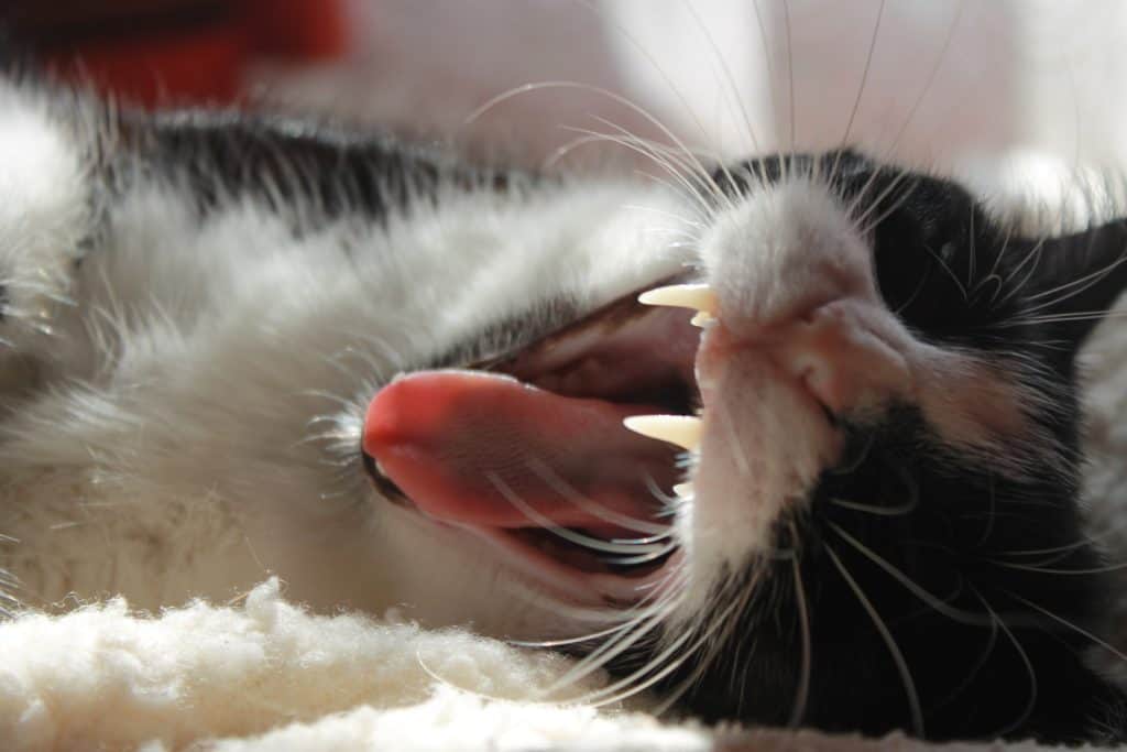 Cat poking its tongue out and teeth