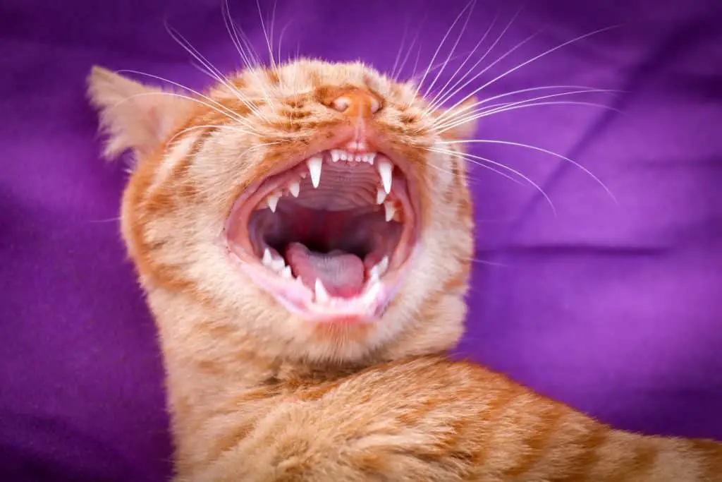 Cat showing its full teeth