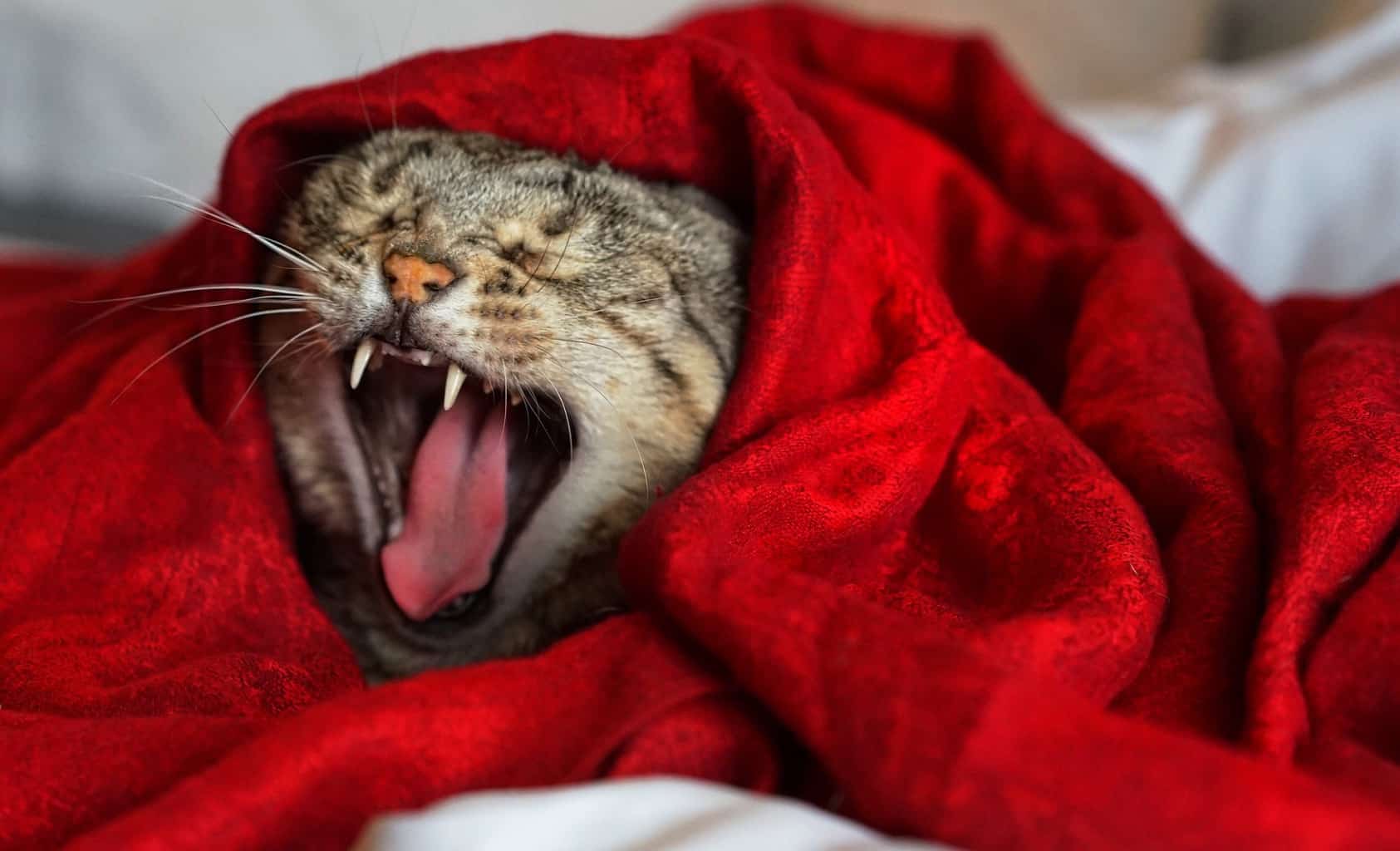 Cat wrapped in a blanket showing its tongue and teeth