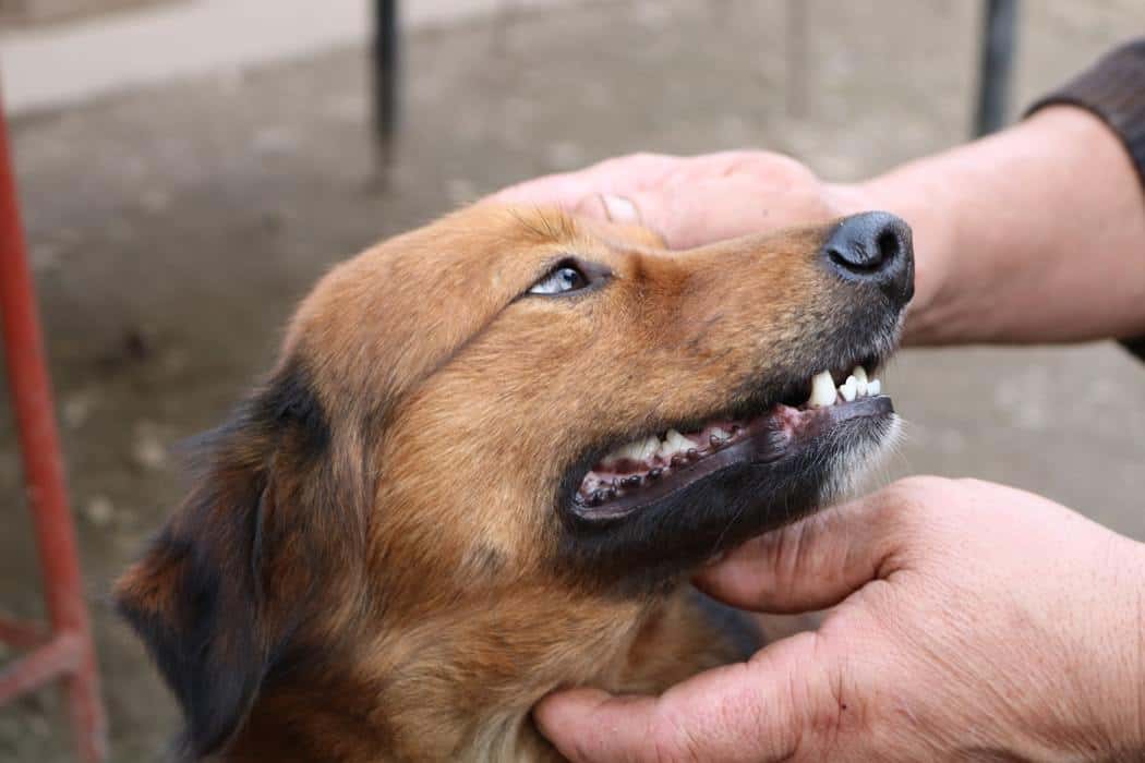 How Often Should You Clean Your Dog's Teeth? | CareAnimalHospital