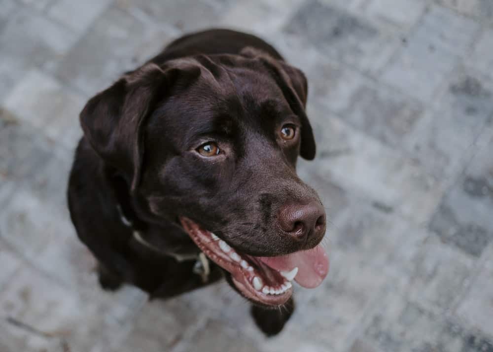 A chocolate colored dog staring upwards 
