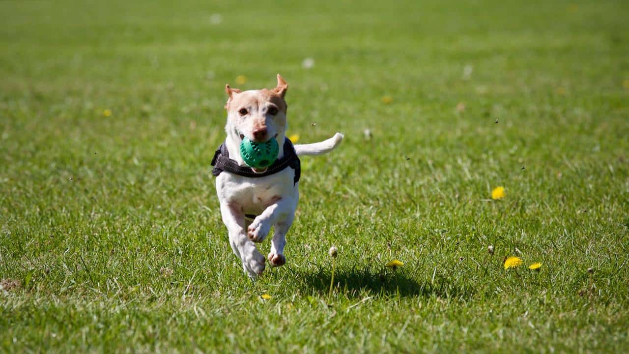 An off-leash dog playing fetch in a park