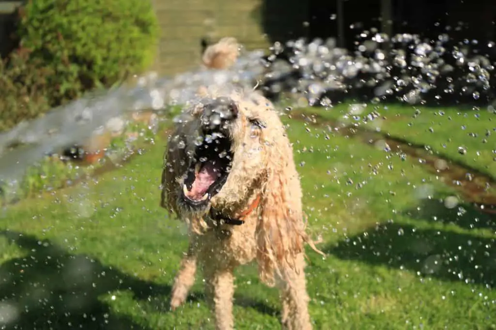 An off leash dog playing with water fountain