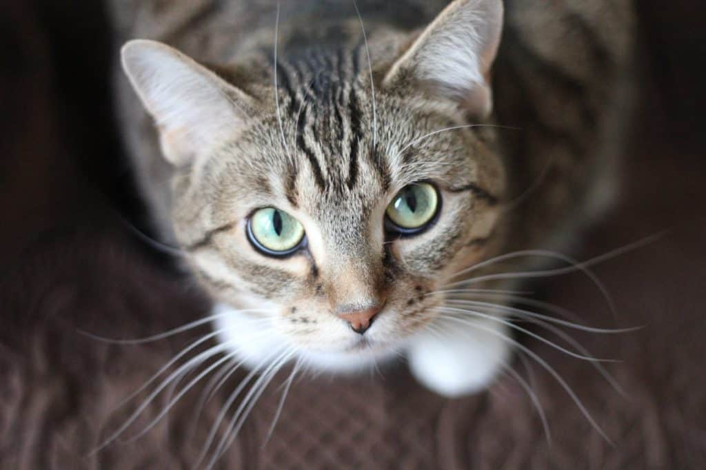 Short-coated cat looking upwards