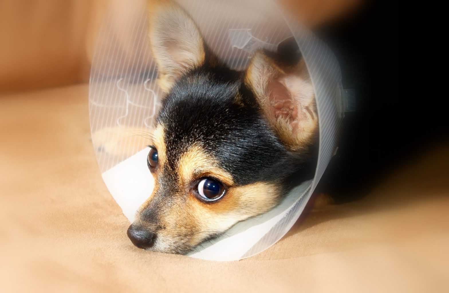 Can I Leave My Dog Alone After Surgery CareAnimalHospital