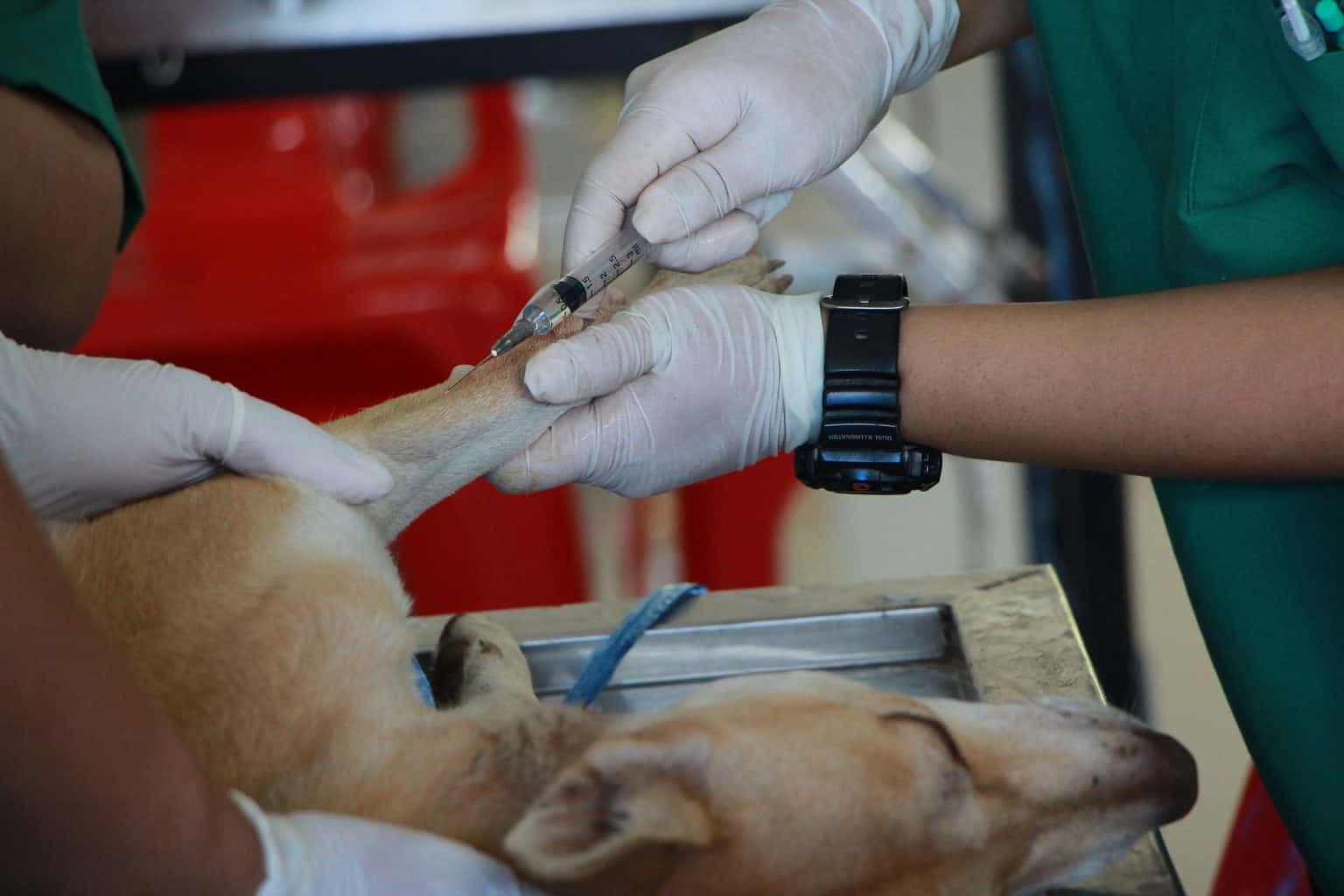 Dog getting booster shots from a veterinarian