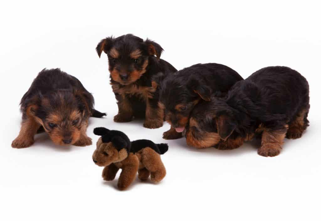 Four puppies staring at a dog stuffed toy