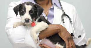 Do Dogs Need Booster Shots Every Year | CareAnimalHospital