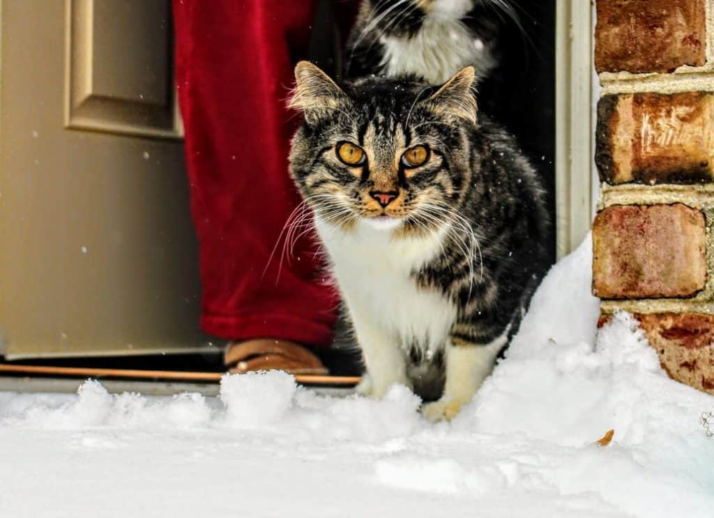 Cat in front of door surrounded with snow