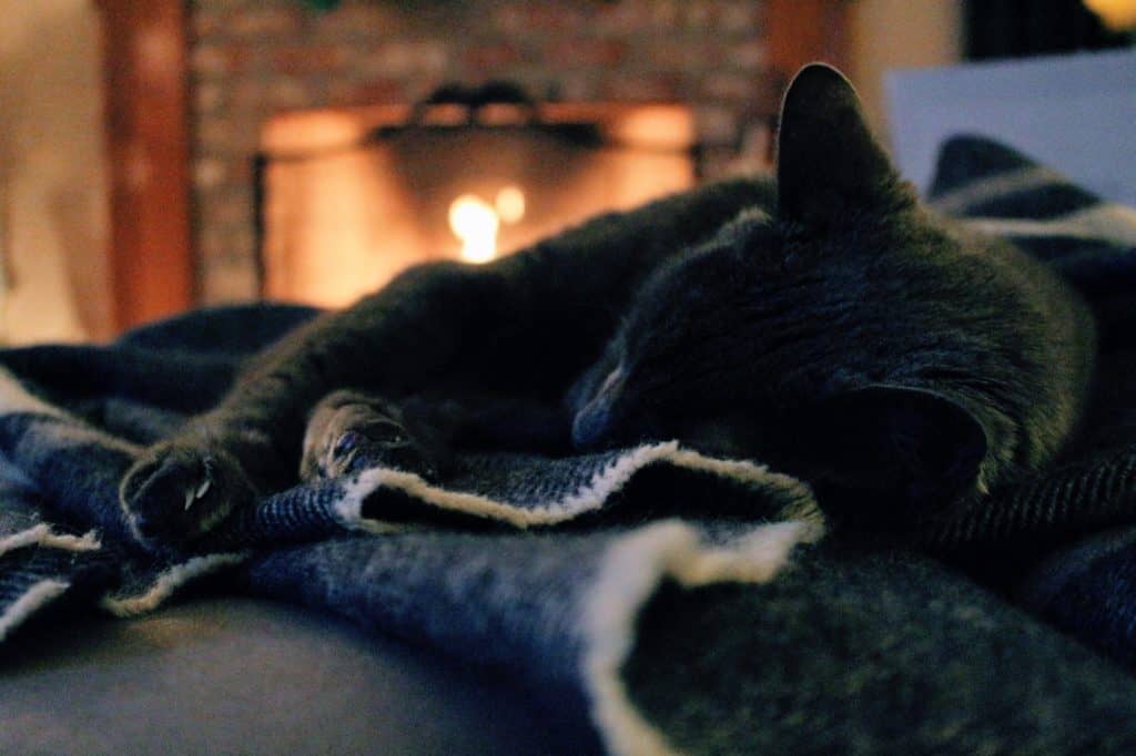 Cat sleeping near fireplace
