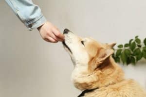 Dog being fed a healthy snack