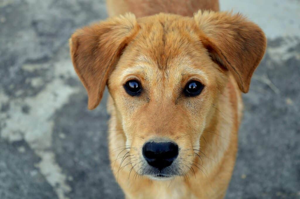 A close up shot a young brown dog