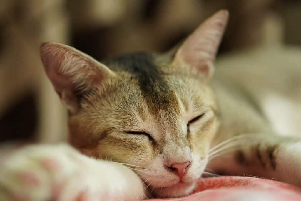 Selective focus of a sleeping cat