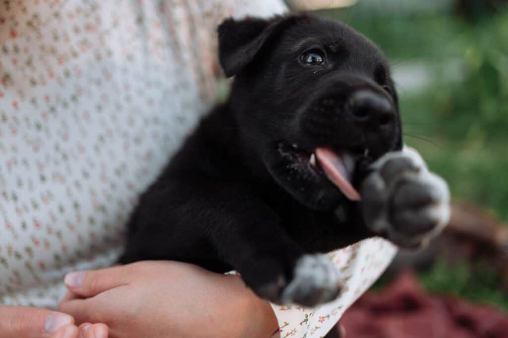 A black puppy licking its paws while being carried