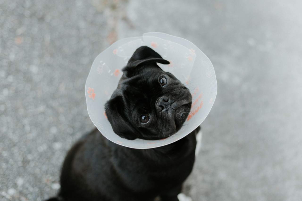 A black puppy wearing an Elizabethan collar