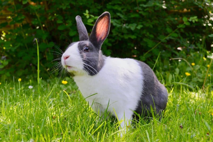 A gray and white rabbit sitting on the grass