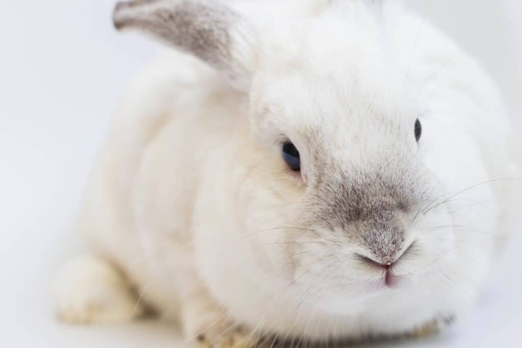 a close up shot of a white rabbit