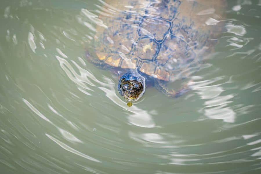 Turtle swimming in the waters