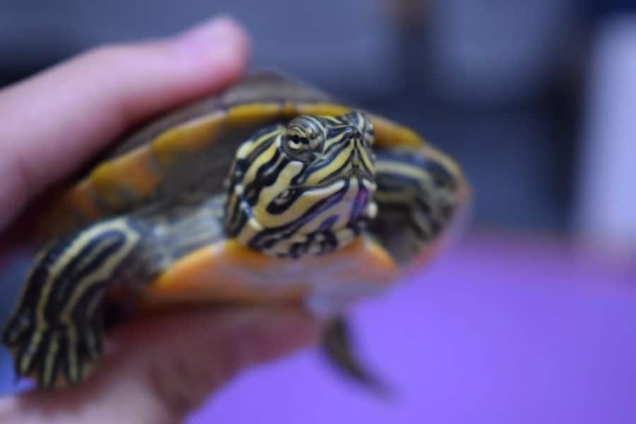 Hand holding a turtle