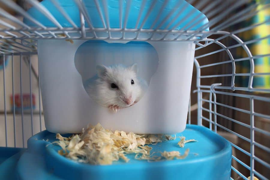 Hamster in his cage