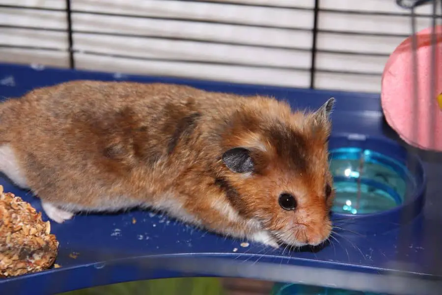 Why Is My Hamster Drinking So Much Water? - Care Animal Hospital