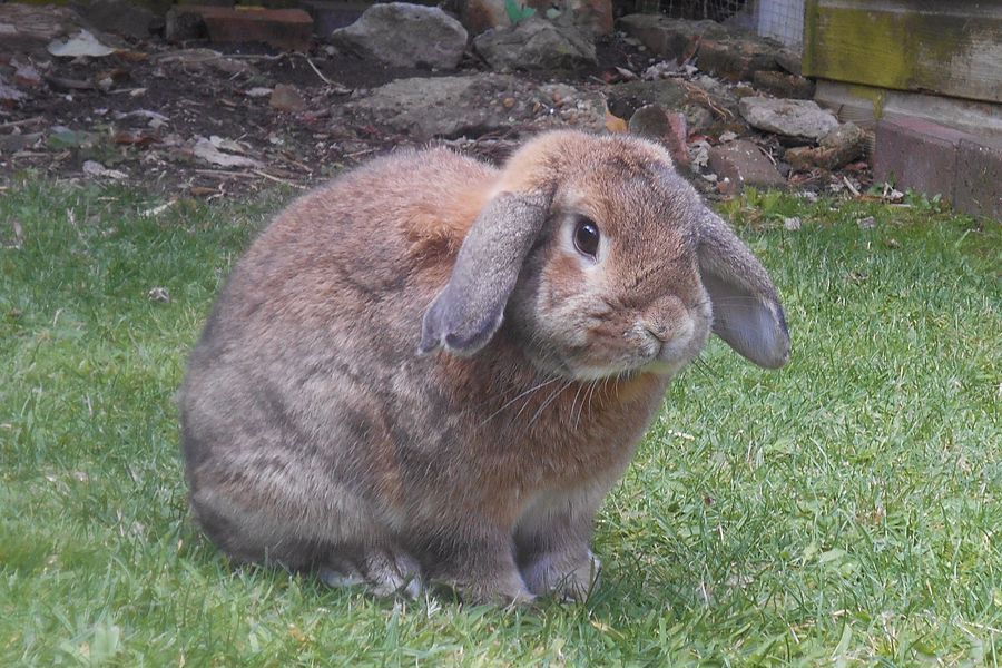 Fully grown rabbit sitting outside the house