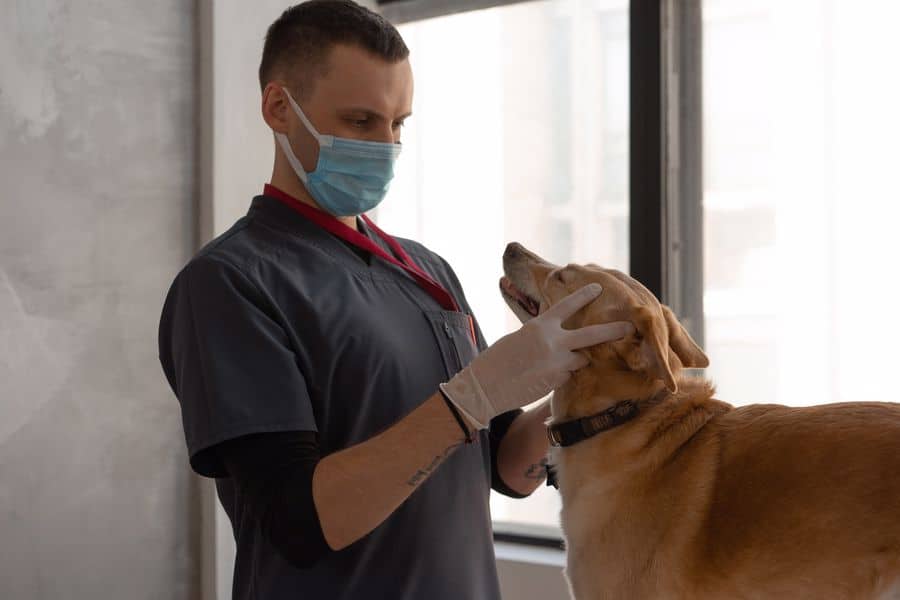 Veterinarian checking a dog's mouth