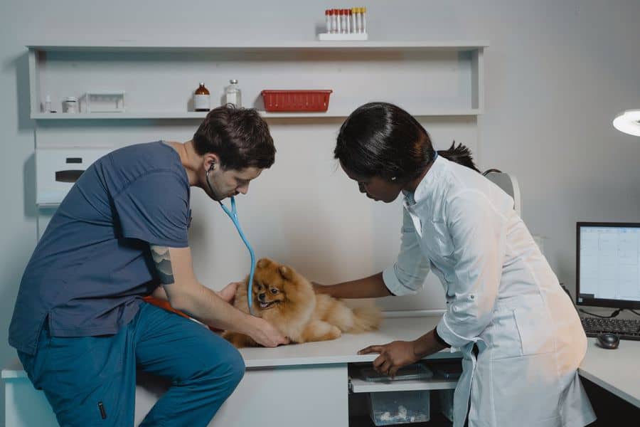 Veterinarian and nurse doing tests on a dog