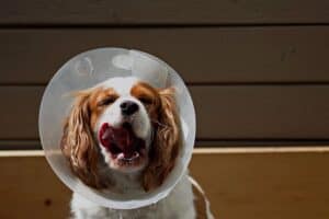 Dog yawning while wearing a dog cone