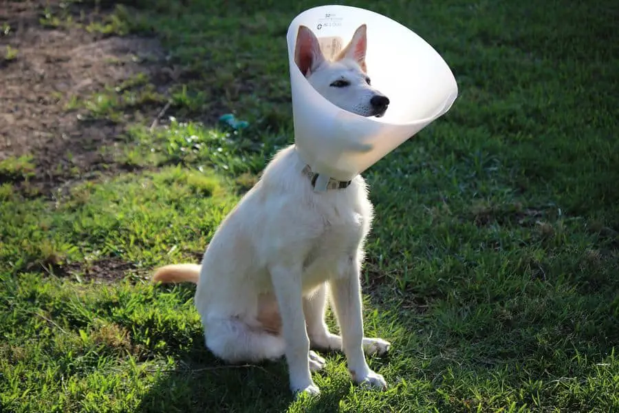 Dog sitting on the lawn while wearing a dog cone