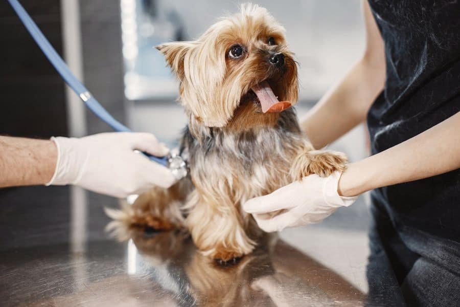 Dog having his regular vet check up
